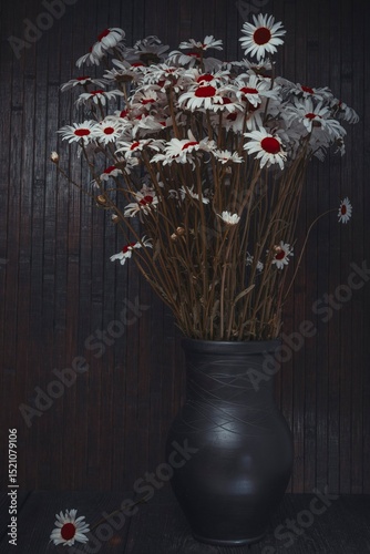 Floral still life- flower chamomile on a dark abstract background
