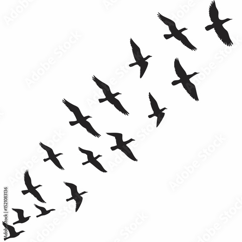 silhouettes of birds