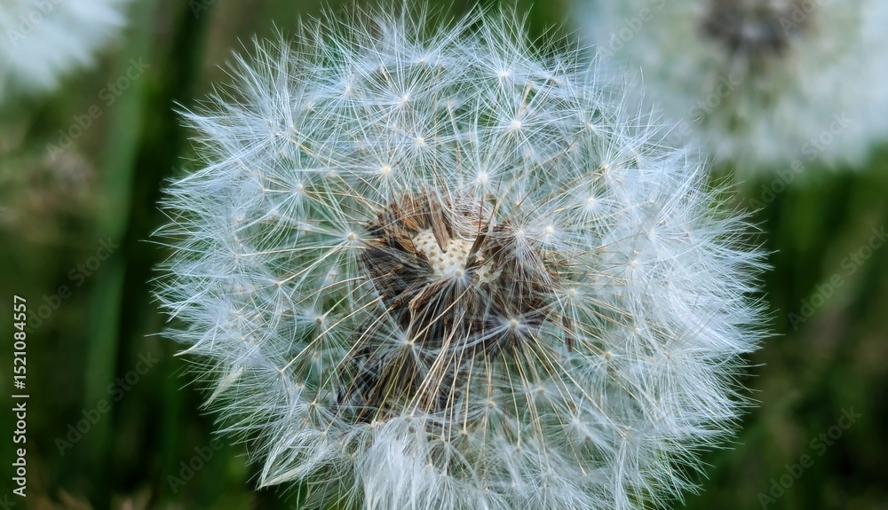 Fototapeta premium Dandelion plant in a natural landscape. Macro photo. After a bright yellow bloom, the dandelion creates a basket of seeds