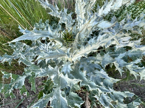 Onopordum bracteatum, or bracteate thistle, with large spiny grey-green leaves and woolly texture. A robust biennial plant found in dry fields and rocky slopes. photo