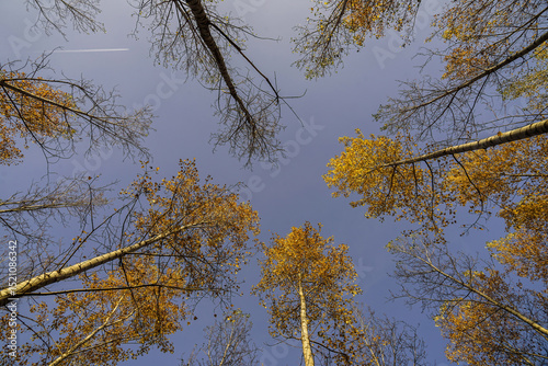 View upwards through the autumn trees, airplane trail on the sky