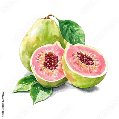 Juicy Guava, watercolor painting vector, high quality, isolated on a white background.