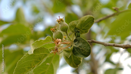 Close-up of young, unripe apples forming on tree branch in spring. The tiny green fruits are surrounded by fresh green leaves and remnants of blossoms. Rural landscape, Orchard.