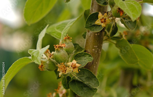 Close-up of young, unripe apples forming on tree branch in spring. The tiny green fruits are surrounded by fresh green leaves and remnants of blossoms. Rural landscape, Orchard.