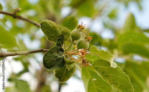 Close-up of young, unripe apples forming on tree branch in spring. The tiny green fruits are surrounded by fresh green leaves and remnants of blossoms. Rural landscape, Orchard.