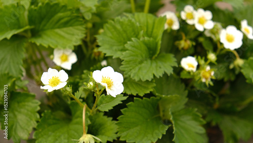 Strawberry plant. Blossoming of strawberry. Blooming White strawberry flower bushes. Summer sweet strawberry seedlings flower, flowering garden berries.