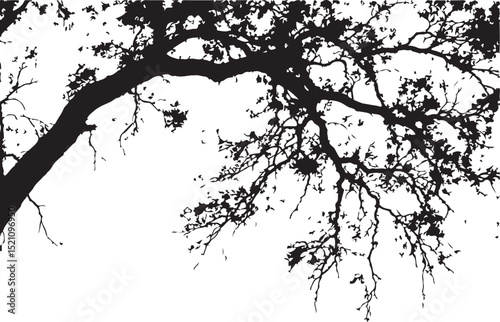 Silhouette of Branch and Leaves: A striking silhouette of a tree branch adorned with intricate leaves against a backdrop, capturing the essence of nature's design. 