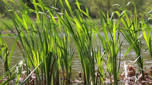 Tall Green Reeds Or Grasses Growing At The Edge Of A Lake Or Pond Gently Sway In The Wind. Natural Lakeside Vegetation.
