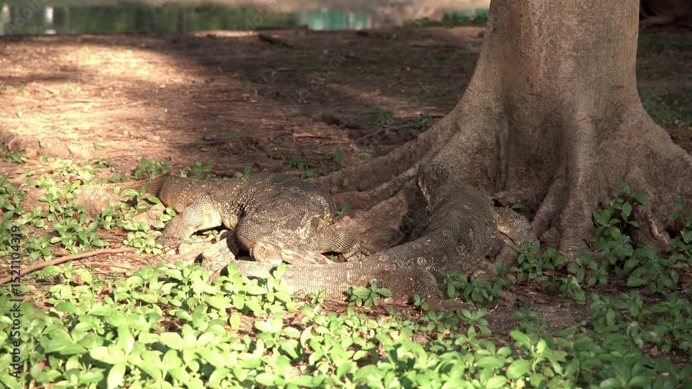 A group of water monitors eating a turtle. A group of water monitors eating a turtle.
