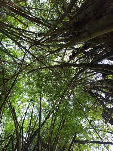 High bamboo trees in Reunion island, tropical vegetation
