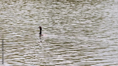A Great Crested Grebe Swims Gracefully On Rippling Water, Then Dives Smoothly Underwater, Likely Hunting For Fish. Waterbird Behavior.
