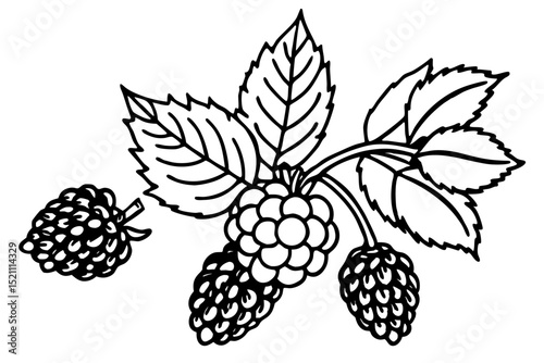 Vector illustration of blackberry branch with berries and leaves 
