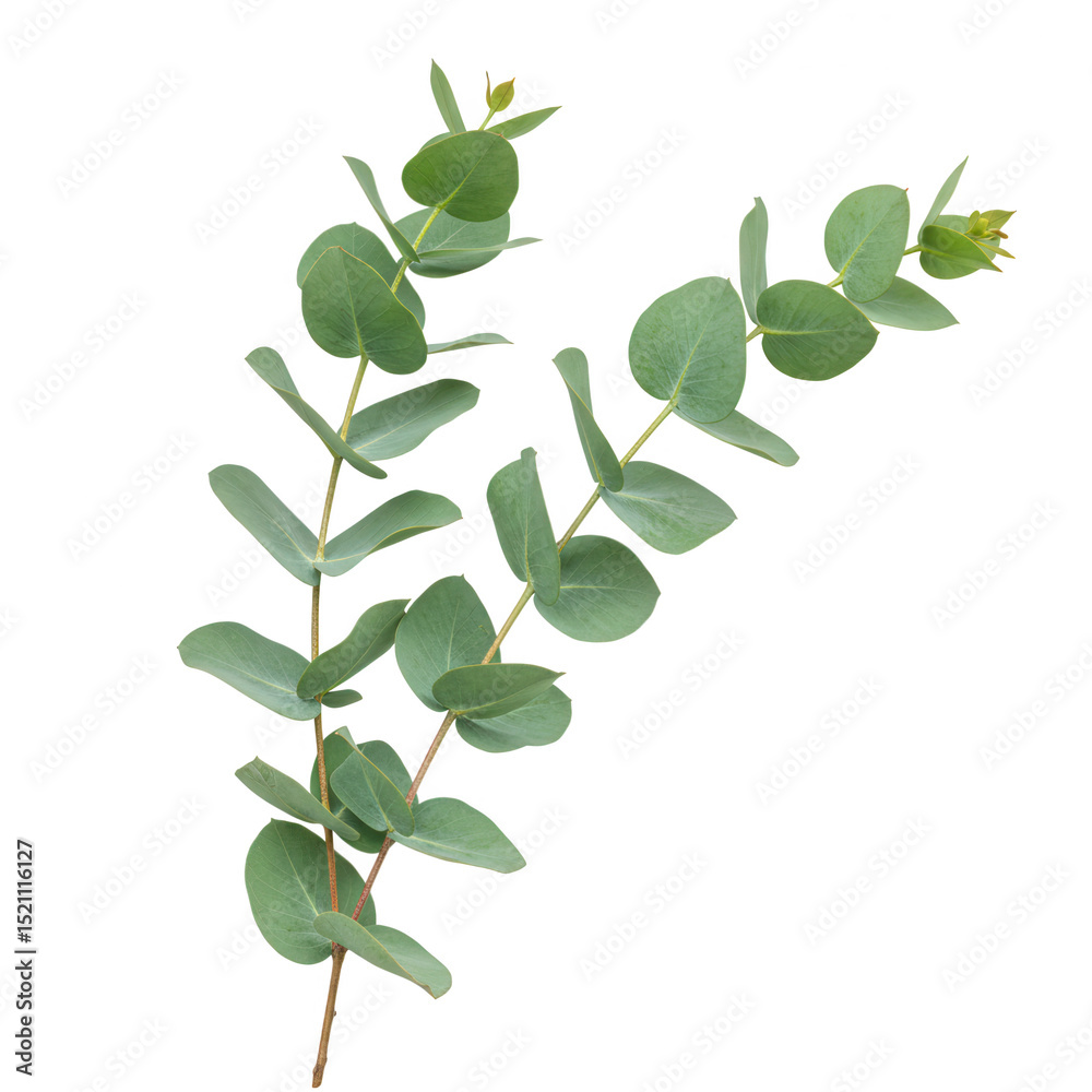 Obraz premium Eucalyptus branch with green leaves isolated on transparent background