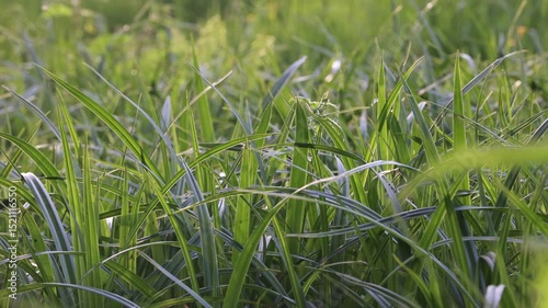Close Up Of Lush Green Grass Blades Gently Swaying In A Summer Breeze. Softly Blurred Background. Peaceful Natural Texture.