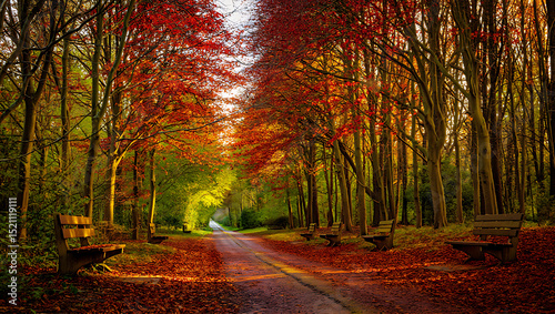 An enchanting path winds through the autumn forest, showcasing vibrant fall foliage and the serene beauty of nature