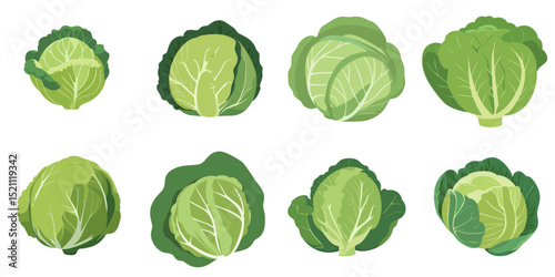 Multiple vector illustrations cabbage, flat style
