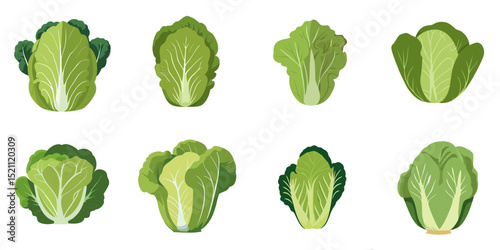 Multiple vector illustrations Chinese cabbage, flat style

