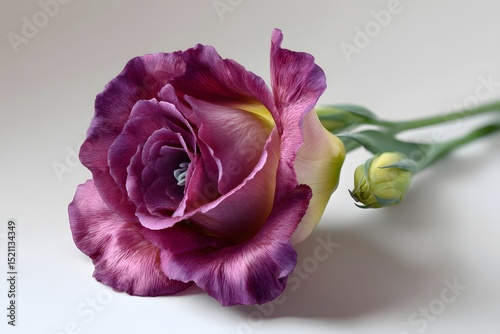a single lisianthus flower on a white background, vibrant style, rich saturated colors, slight natural shadow