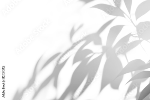 shadow overlay effects of realistic abstract natural tree leaves shadow on wall background,Summer sunlight and shadow overlay effect,shadow for photo interior backdrop studio mockup