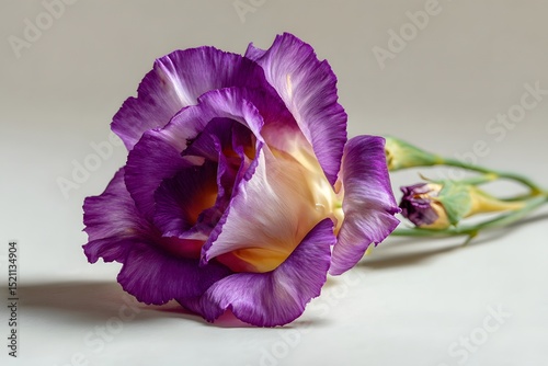 a single lisianthus flower on a white background, vibrant style, rich saturated colors, slight natural shadow photo