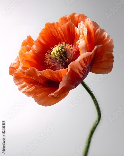 a single poppy flower on a white background, vibrant style, rich saturated colors, slight natural shadow, softbox lighting