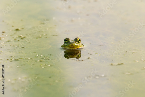 Head of staring American bullfrog emerging from water at sunrise, Leon-Provancher Marsh, Neuville, Quebec, Canada