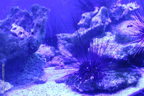 Fototapeta Naklejka Na Ścianę i Meble -  Long-Spined in the water with blue lights in the oceanarium