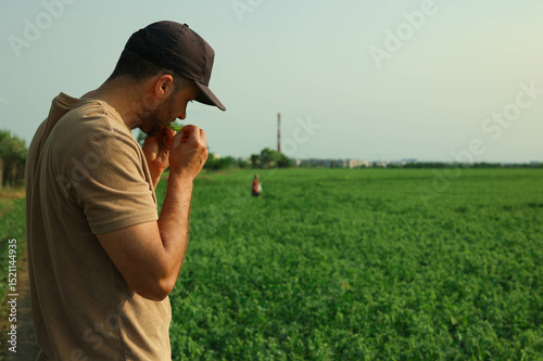 man eating peas in a pea field
