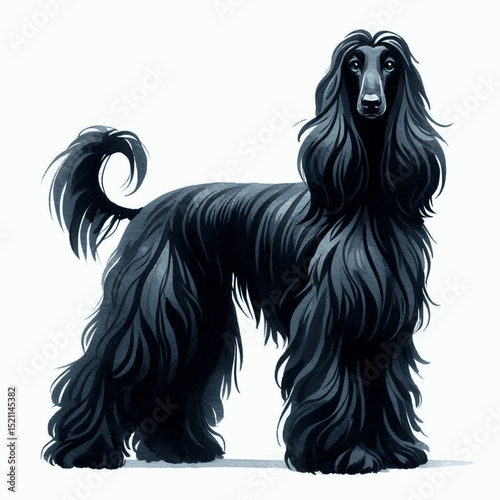Regal Wind Ripple dog afghan hound isolated watercolor vector illustration svg