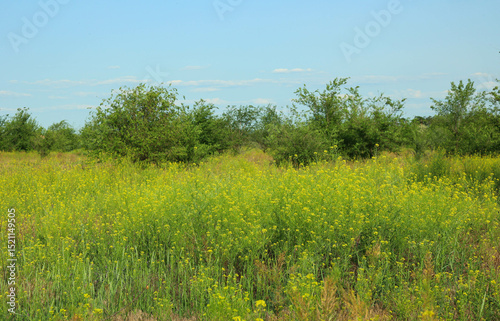 field with grass and trees. High quality photo