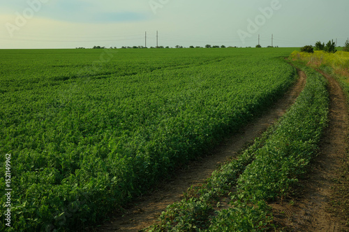 Farmer's field with peas. High quality photo