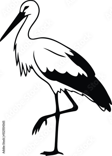 White stork bird black and white illustration
