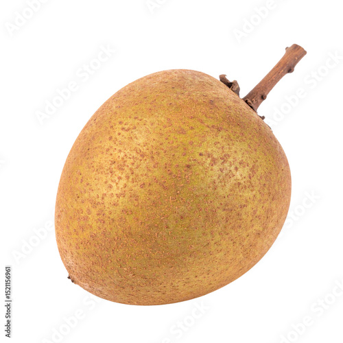 Single fresh sapodilla fruit with stem on transparency background