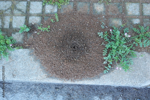 Fototapeta Naklejka Na Ścianę i Meble -  Anthill emerging from cobblestone sidewalk with small plants growing nearby