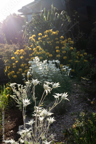 flannel flowers and other plants growing in a modern native garden