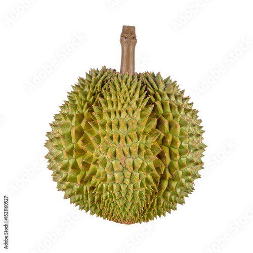 Durian fruit with spiky green shell isolated