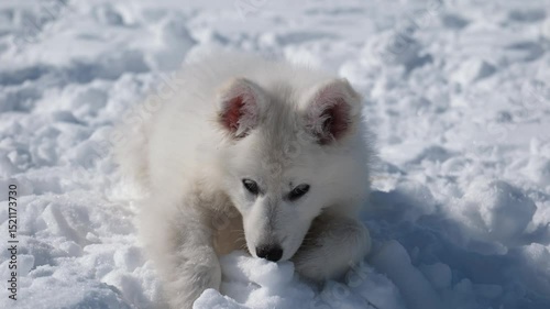 Slow motion video of a small White Swiss Shepherd Dog puppy lies in the snow in winter.
