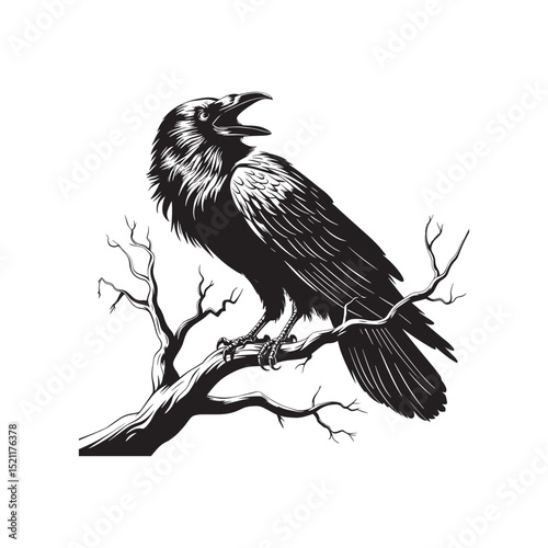  Crow bird vector illustration