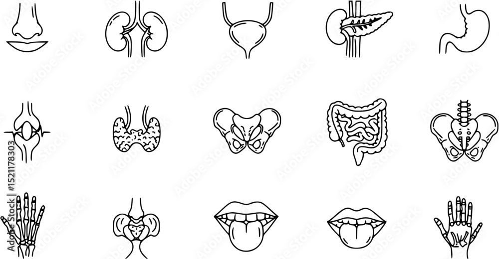 Medical organs line icon set. Vector pictograms of anatomy, body parts, kidney, bladder, pancreas, intestine, thyroid, pelvis, skeleton, joint, hand, nose, mouth, tongue, thin linear illustration