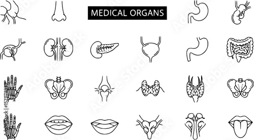 Medical organs line icon set. Vector pictograms of anatomy, body parts, kidney, bladder, pancreas, intestine, thyroid, pelvis, skeleton, joint, hand, nose, mouth, tongue, thin linear illustration