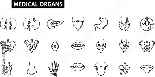 Medical organs line icon set. Vector pictograms of anatomy, body parts, kidney, bladder, pancreas, intestine, thyroid, pelvis, skeleton, joint, hand, nose, mouth, tongue, thin linear illustration