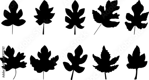 Fig Leaves Silhouette set, hand drawn vector illustration of fig leaf collection, Doodle isolated