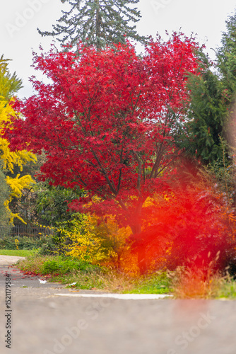 Colorful maple trees showing autumn foliage in Botanical Garden, Banska Stiavnica, Slovakia photo