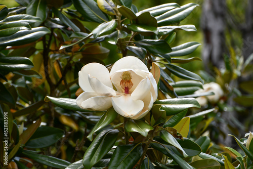タイサンボク　Southern magnolia