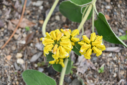 エルサレムセージ　Phlomis fruticosa、Jerusalem sage	
