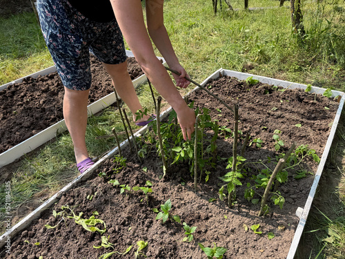 A woman tying up tomatoes. Puts sticks for tying up. Working on a garden bed in the vegetable garden.