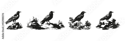 Raven Silhouettes On Rocks In Nature Set. Wildlife Observation And Natural Habitat Symbol Collection. Environmental And Educational Use. Isolated Vector Illustration