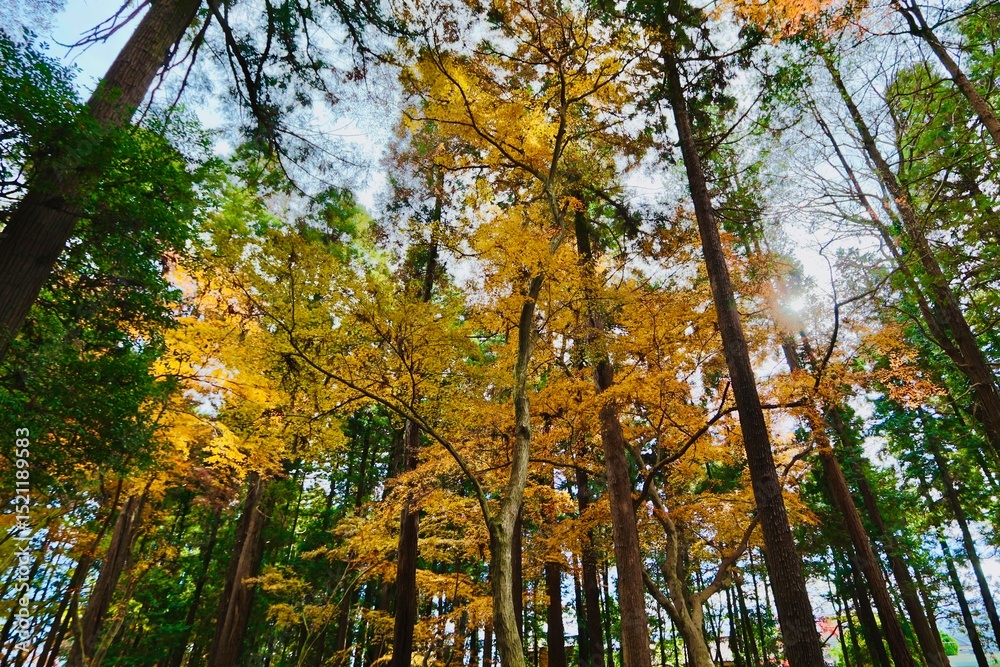 Fototapeta premium autumn in the forest
