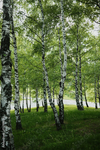 Birch forest with white and black tree trunks, green foliage and soft light filtering through the leaves. Serbia country nature in spring season.