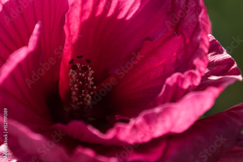 Pistil